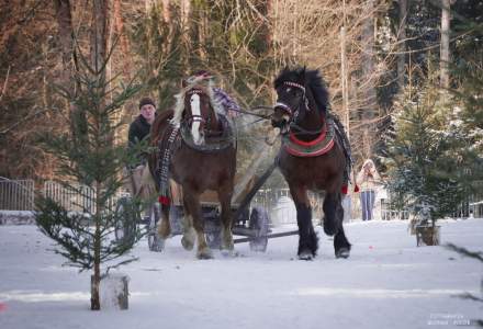 Zawody Furmanów 2025; fot. Bronka Polok