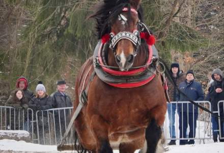 Zawody Furmanów 2025; fot. Bronka Polok